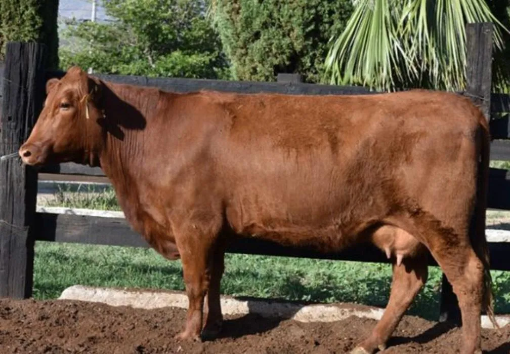 Miniatura de TR Toña 170K1